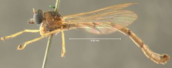 Media type: image;   Entomology 12738 Aspect: habitus lateral view